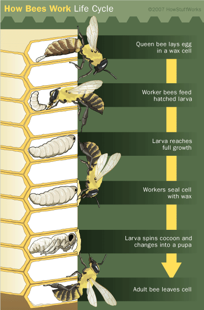 bee-life-cycle